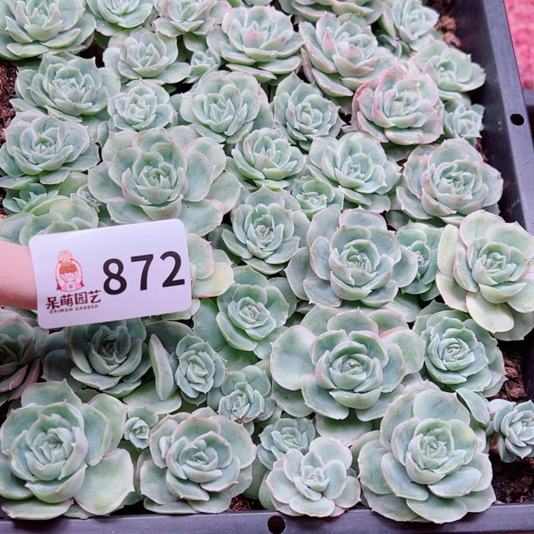 花***轩多肉植物多肉植物