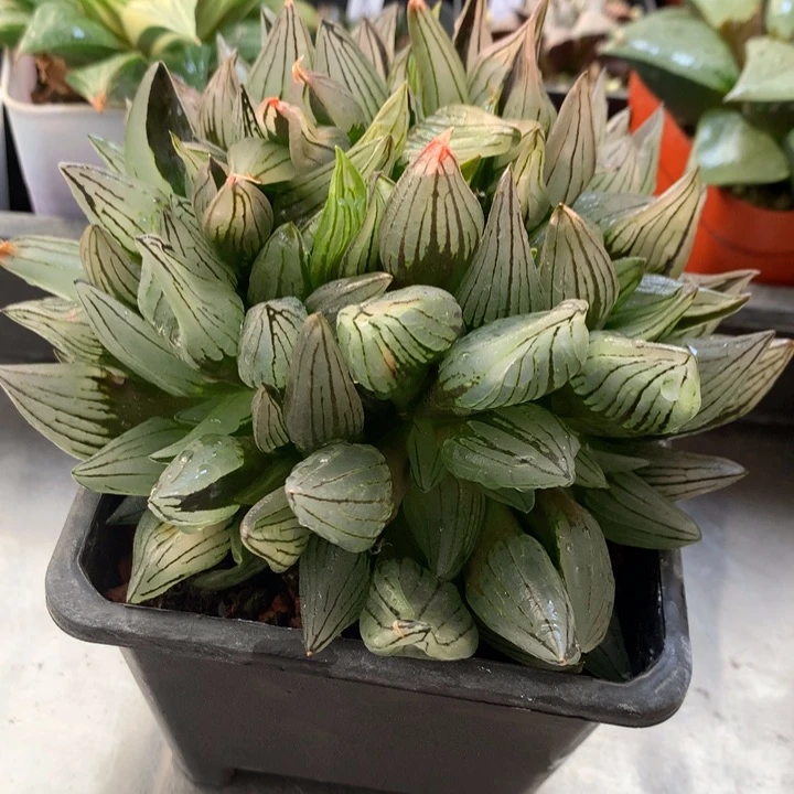 哆**豆西瓜寿一物一拍带盆