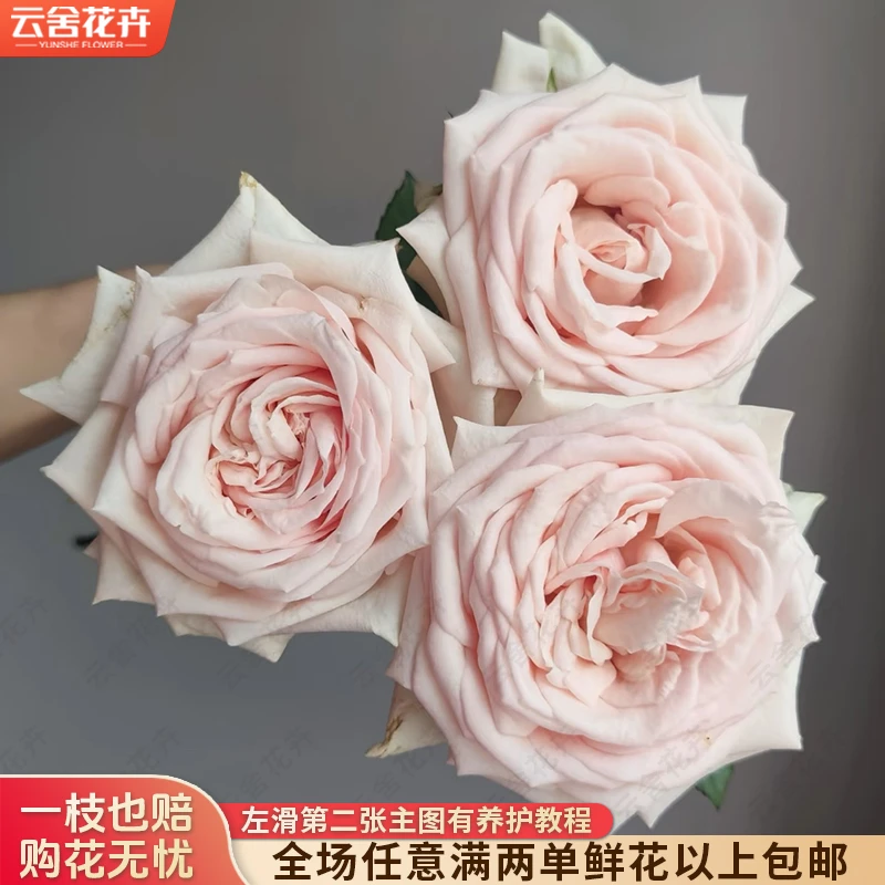 【云舍花卉】【美琪】单头玫瑰 全场任意满两单及以上鲜花包邮发货