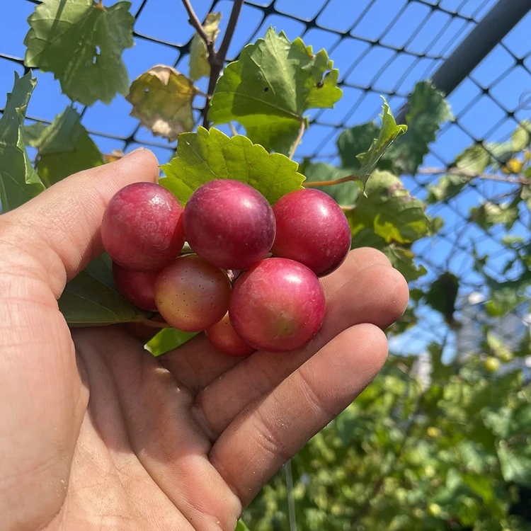 红宝石圆叶葡萄苗庭院盆栽果树苗原土原盆带叶发货懒人葡萄种苗