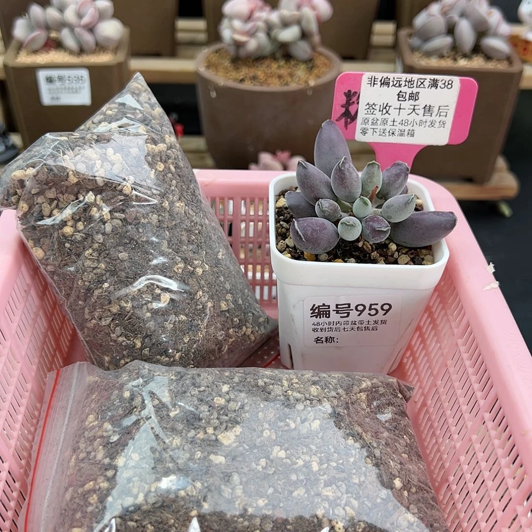 果***妈959土艺妓海豹多肉