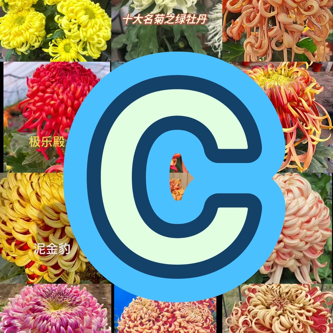 c号菊花c1到c100（母本）一物一拍断枝掉包不售后想留品种的拍