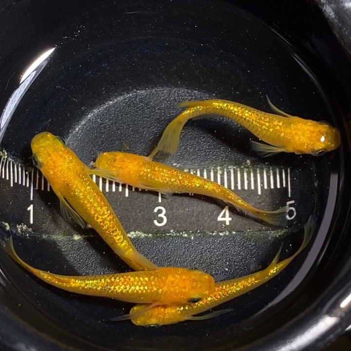 青鳉鱼603阳光5条