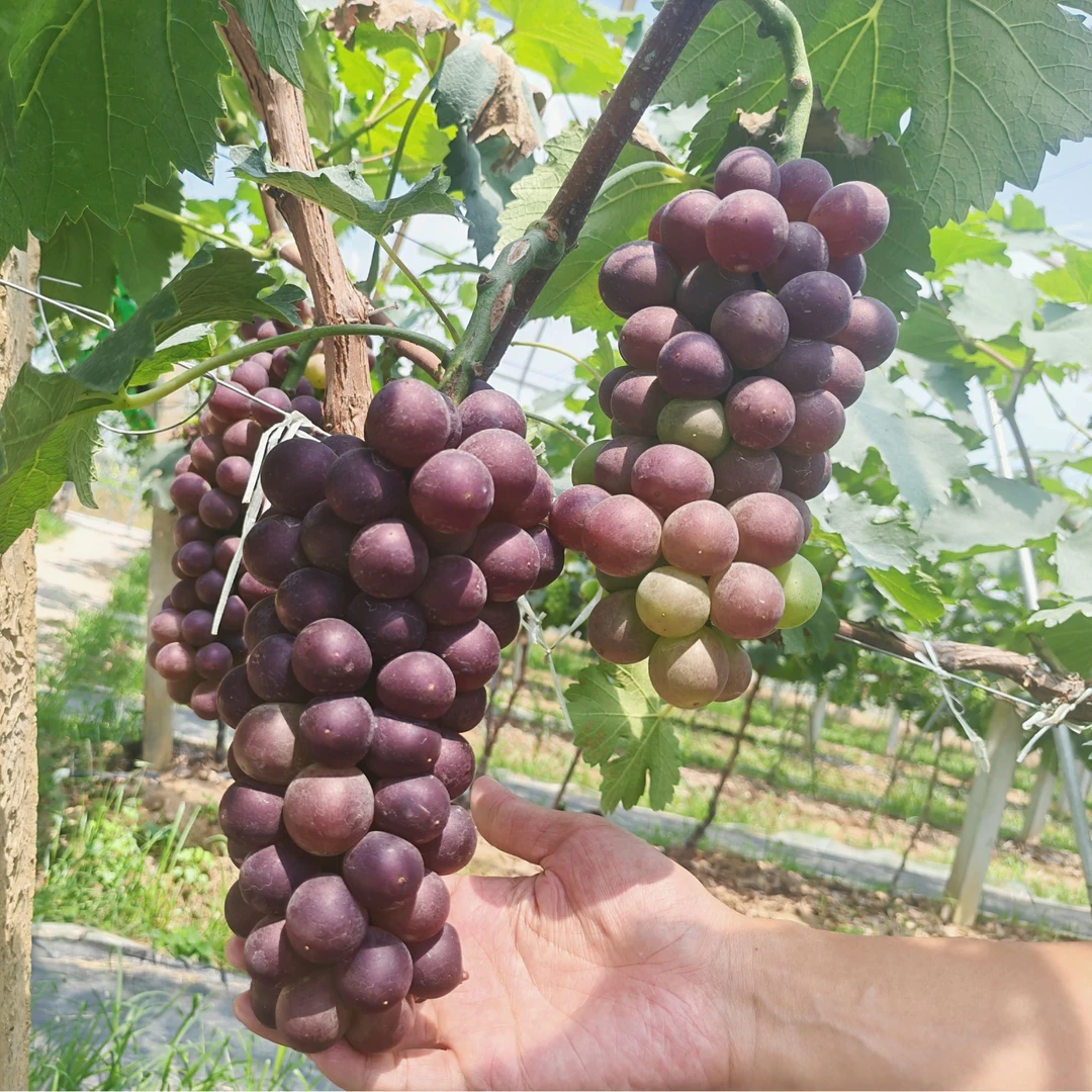 巨峰葡萄新鲜现摘饱满多汁自然成熟当季水果