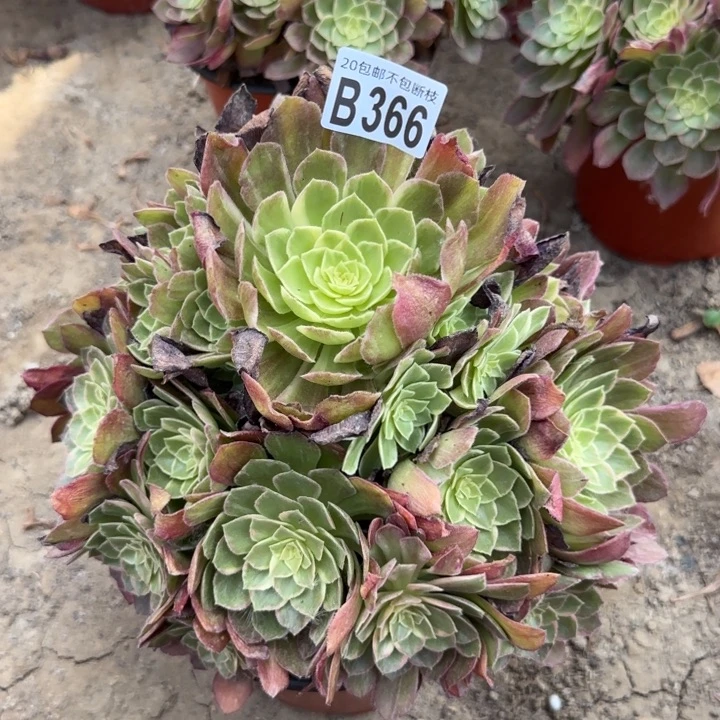 万花筒……不包断枝……