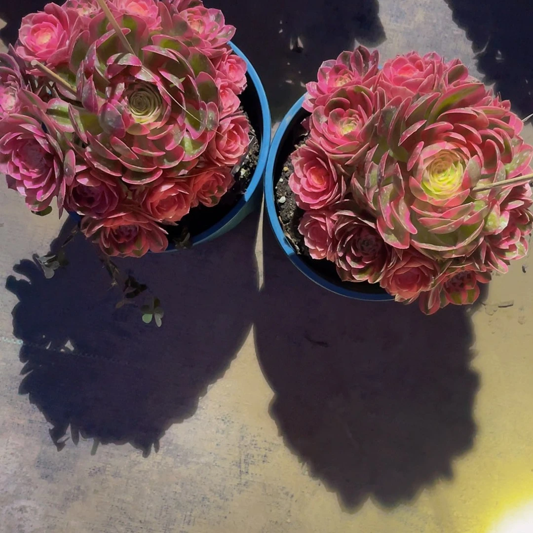 h*多肉法师倾城寄养度夏两颗