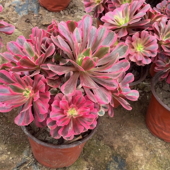 美杜莎10号棚脱土发货