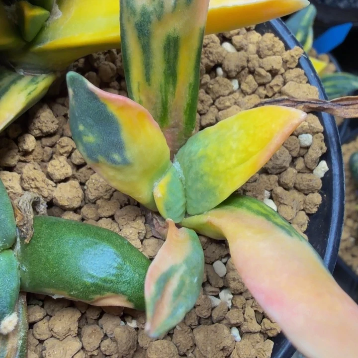 七彩蓝莲花牛舌怒锦