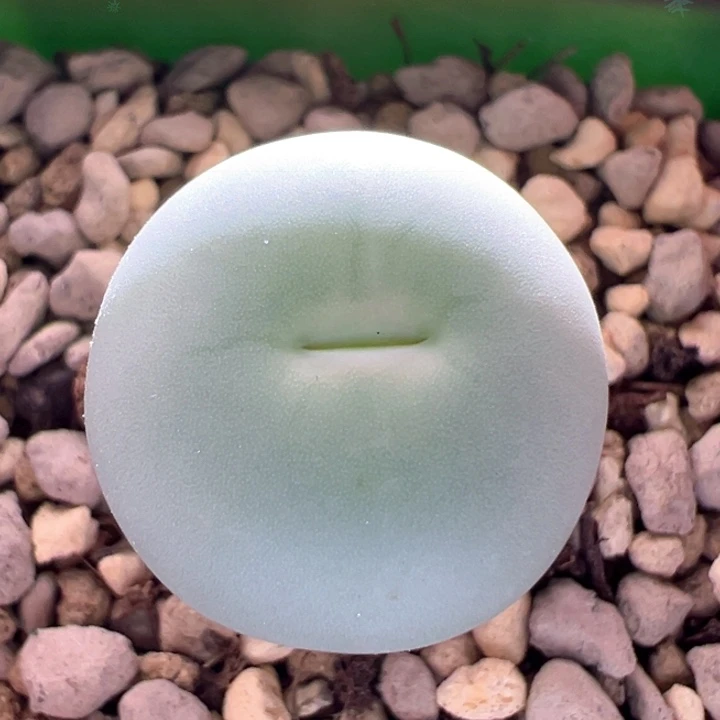 A249.  青蛙种源优选amampoort