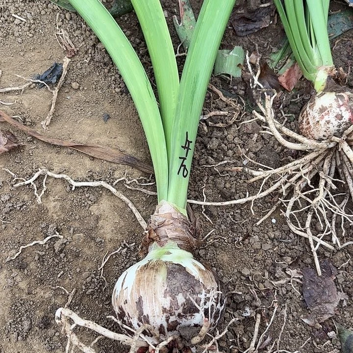 无花朵舞蹈皇后包对版一号