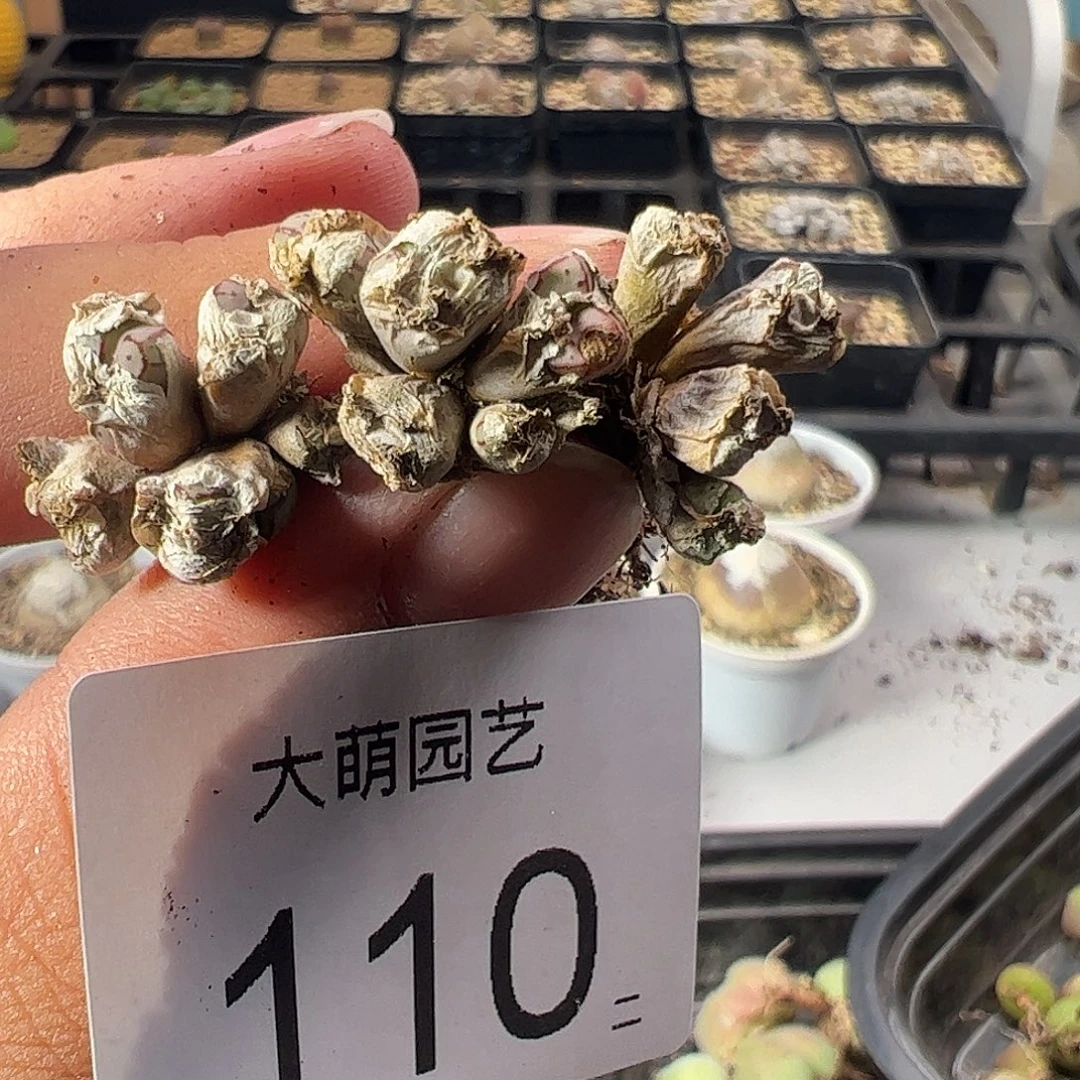 y****一物一拍。   小T。110