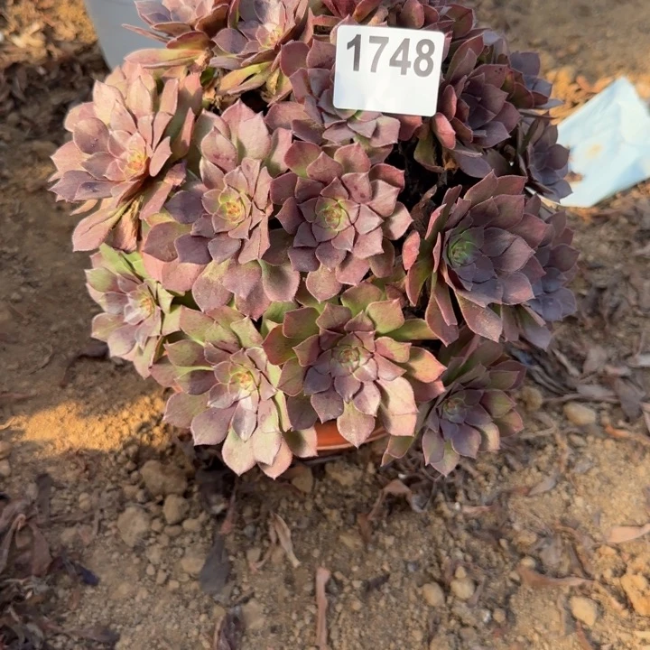 1748桃花石清棚处理不包断枝