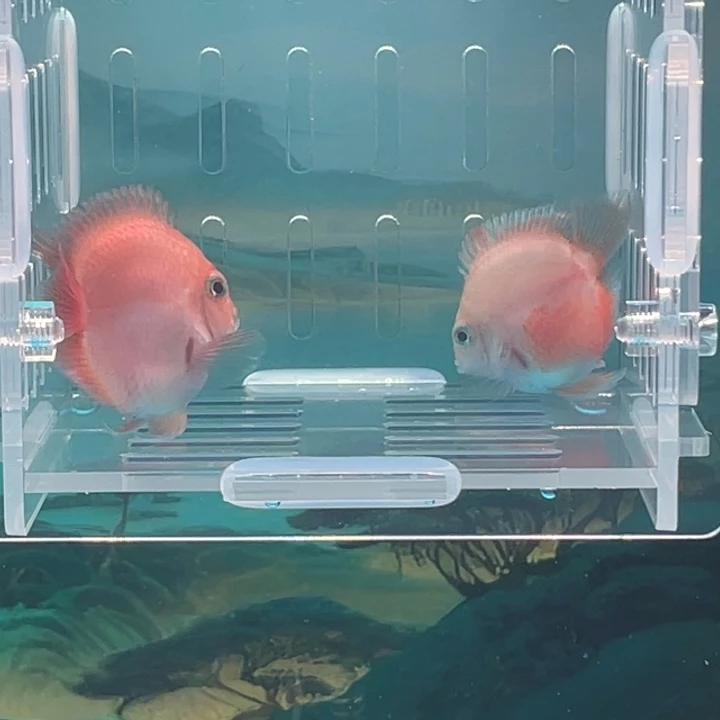 走***桥鹦鹉鱼精品胭脂粉