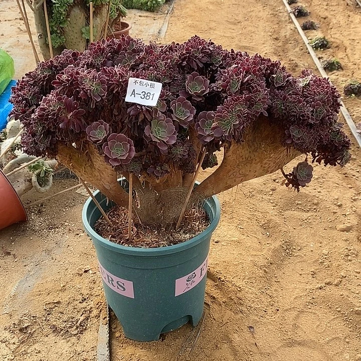 381 欧紫缀带虫咬宽50 公分