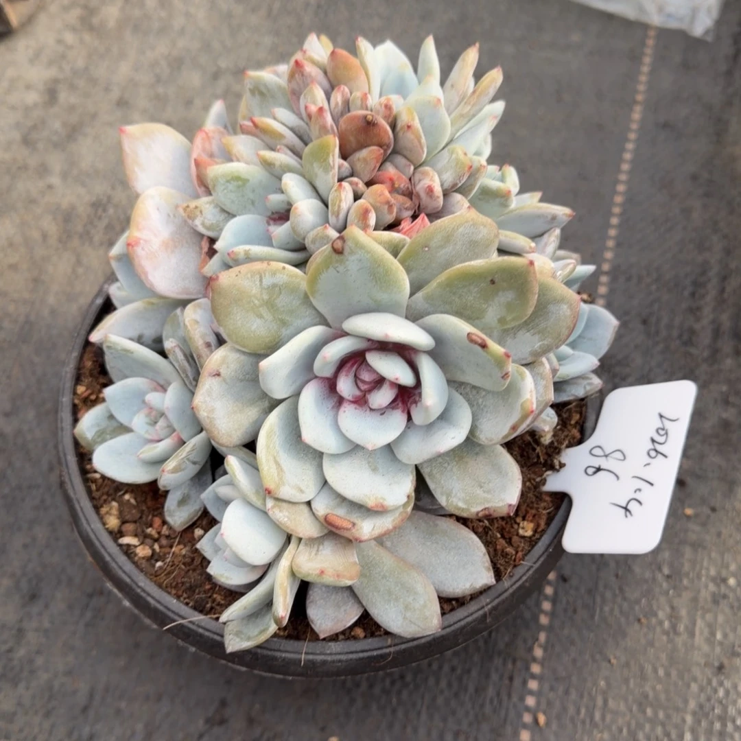 G****一物一拍嫦娥朵朵86