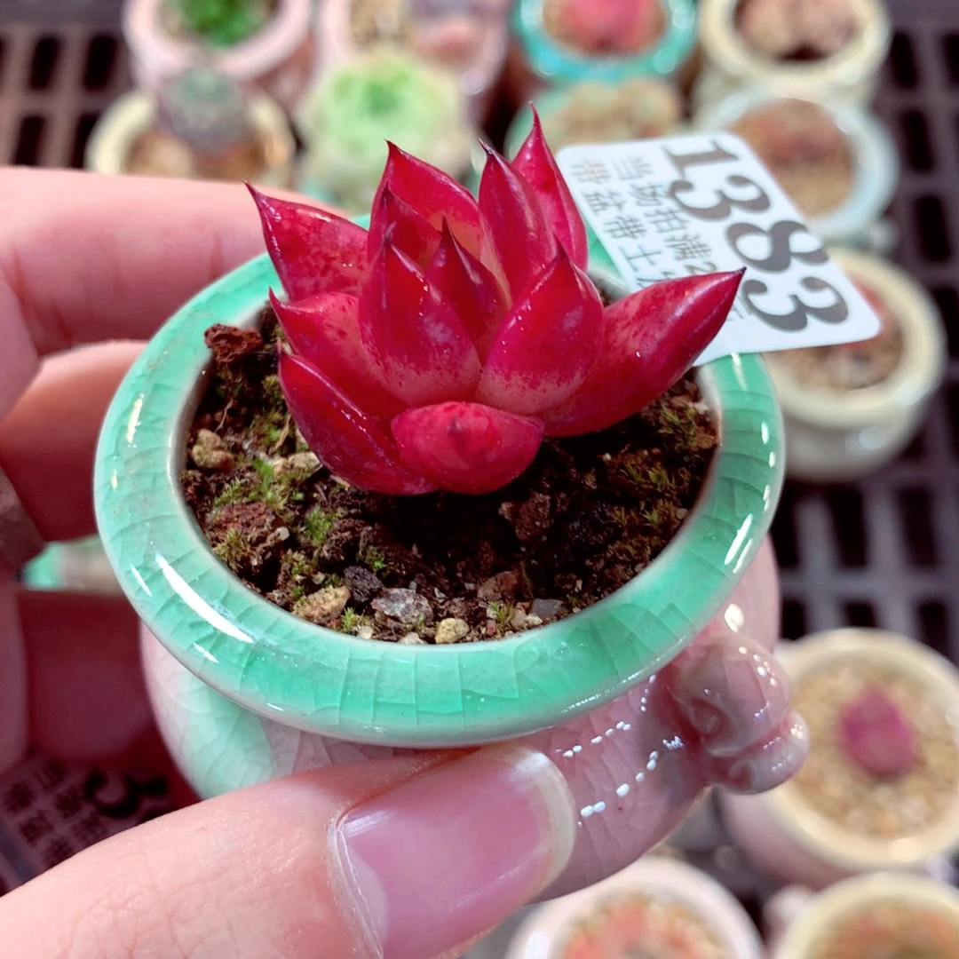 5厘米盆精控多肉1383