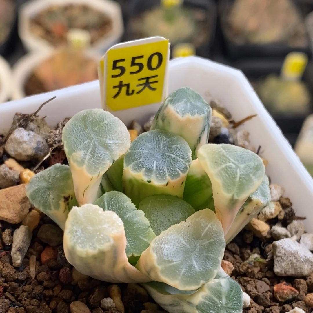 550号糊斑万象锦多肉