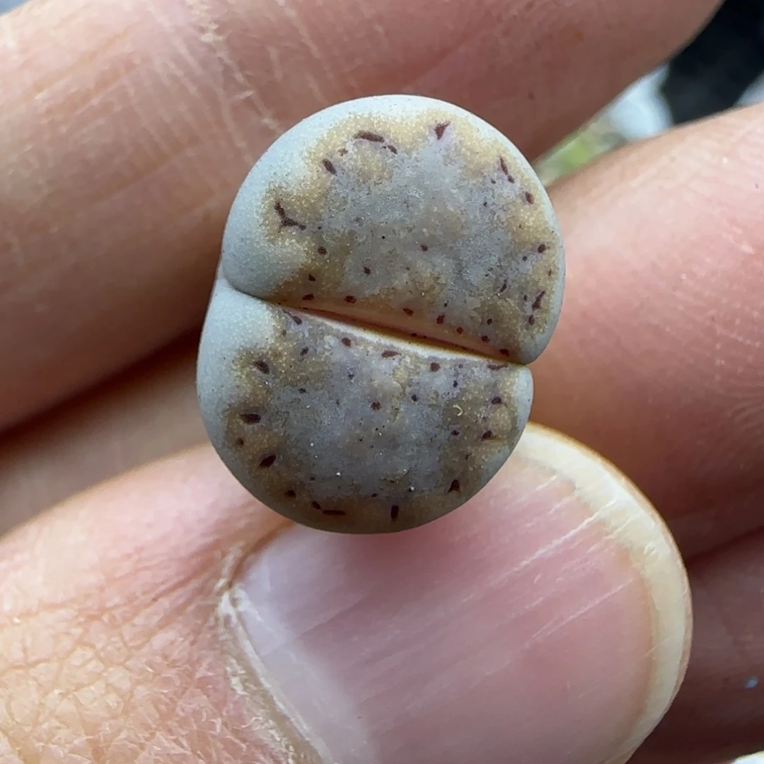 467饼干清框福利30包邮