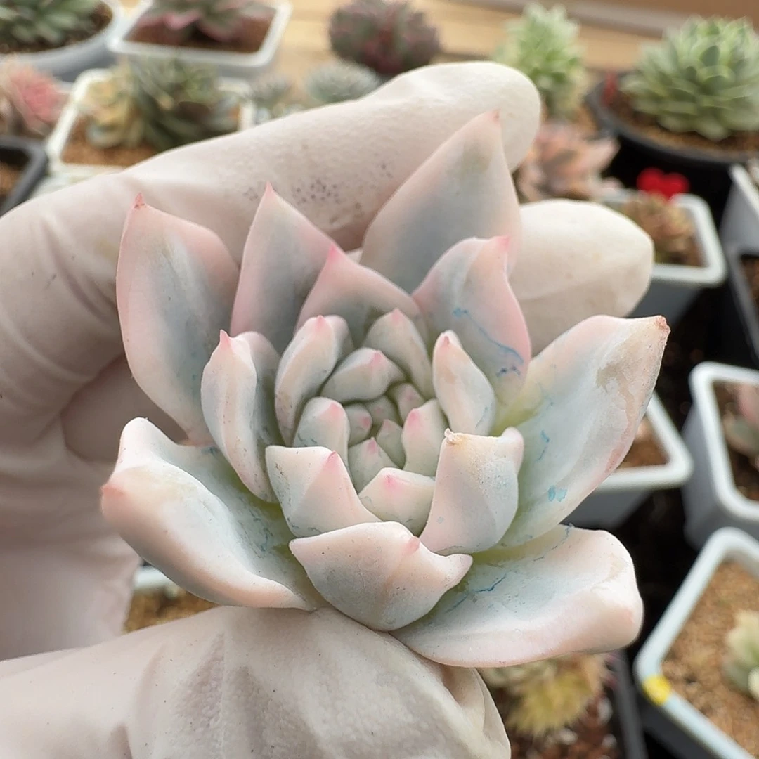 粉蓝鸟锦头盖一物一拍