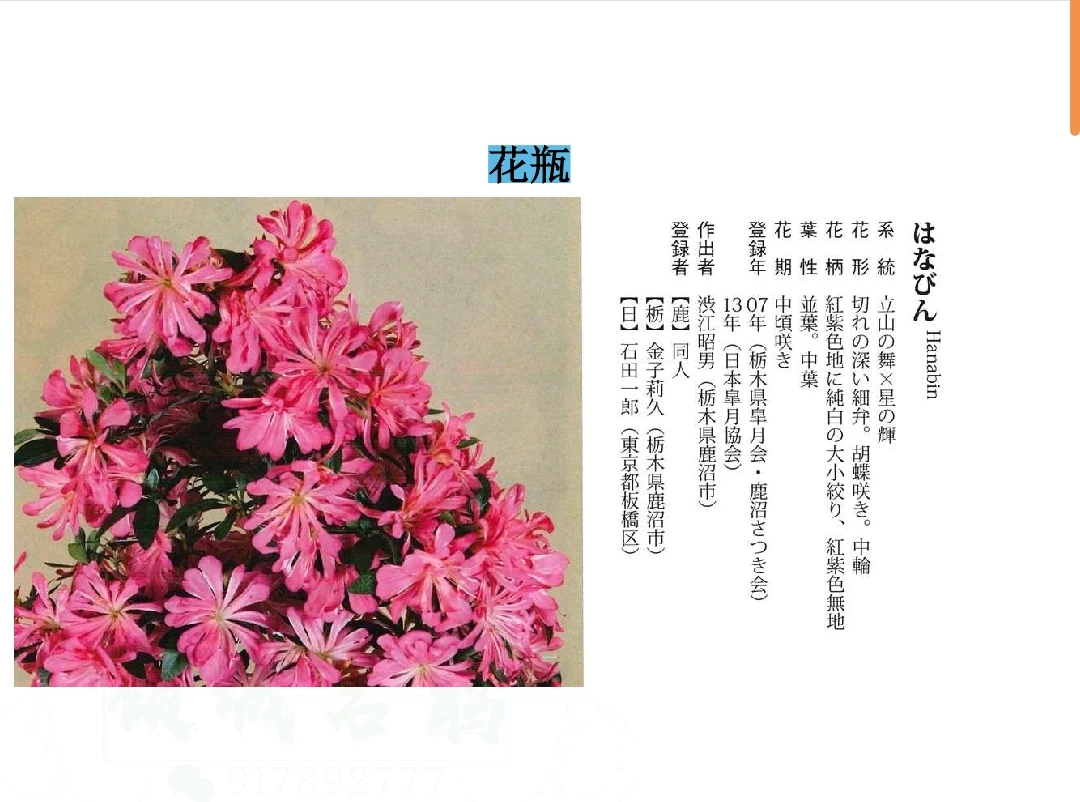 皋月杜鹃《花瓶》3年素材苗，可做文人矮霸悬崖，临水，等！随机发货。