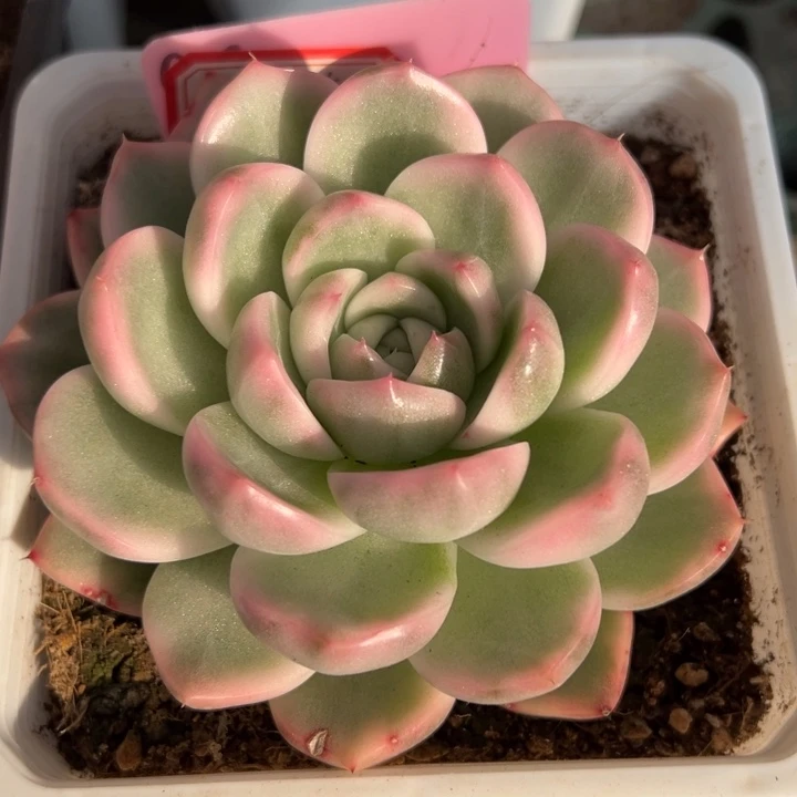 紫玲珑锦一物一拍锦龙