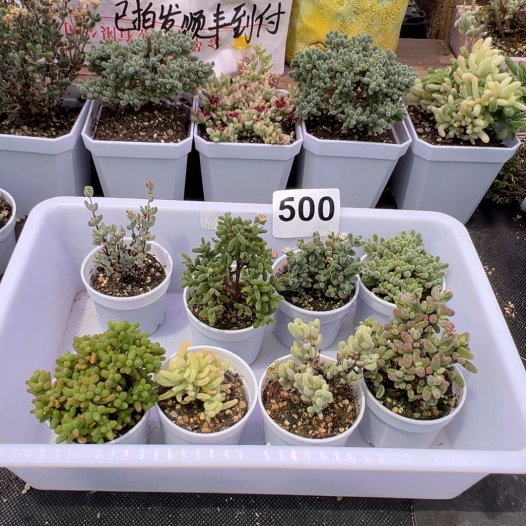 多肉植物枝干8颗