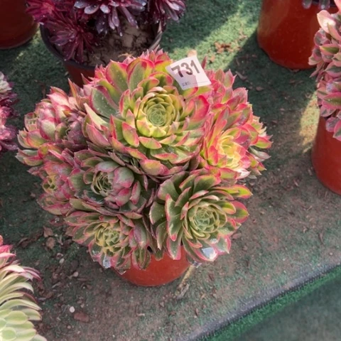 731海王手捧多肉，