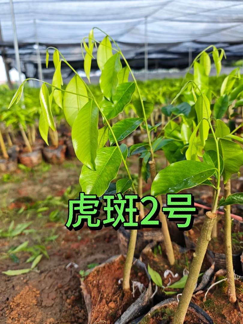 【虎斑 2号】虎斑树心油品种正宗一代老母树嫁接树苗国香科免打孔