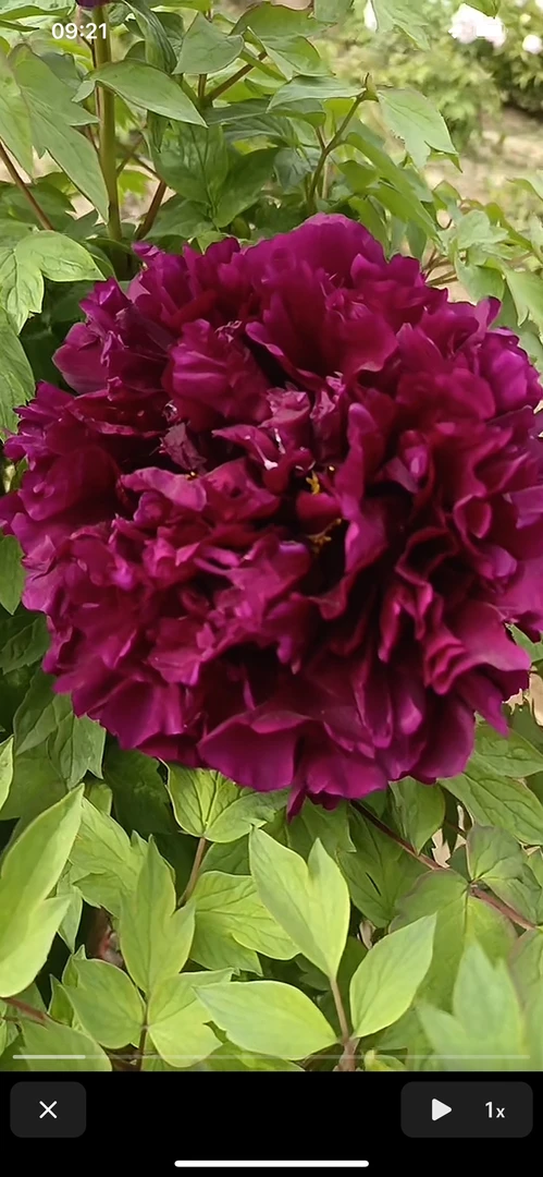 黑夫人独干（秋天发货）先发肥料