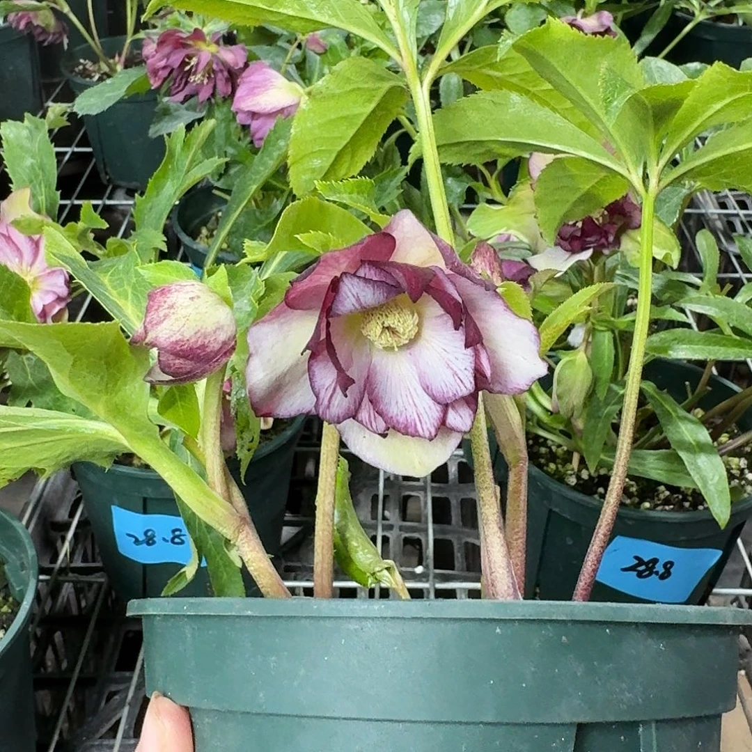 枇***水少量花朵（建议范围：2朵-5朵 或40%以下）3908003