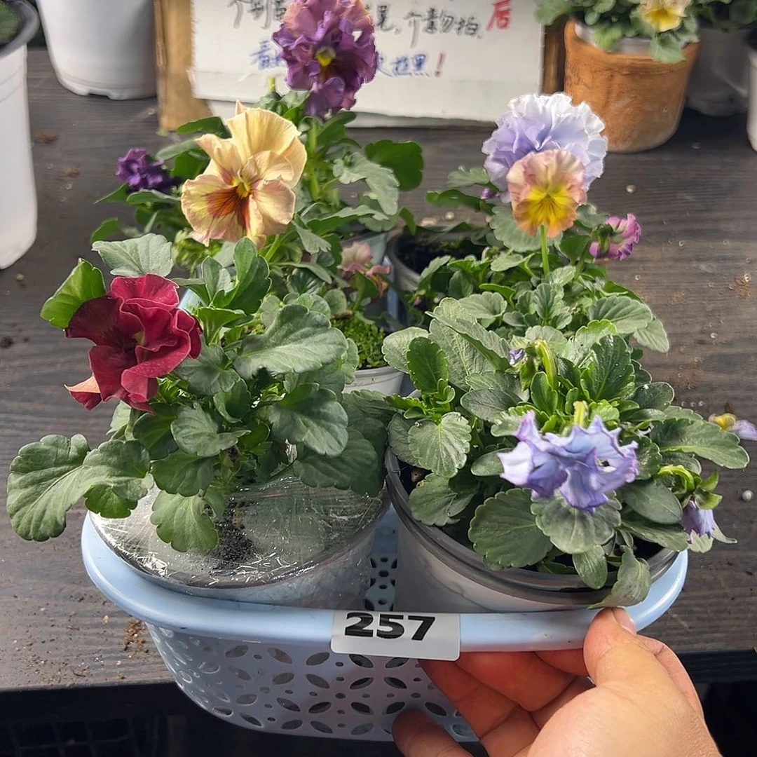 大部分花苞少量开放257号