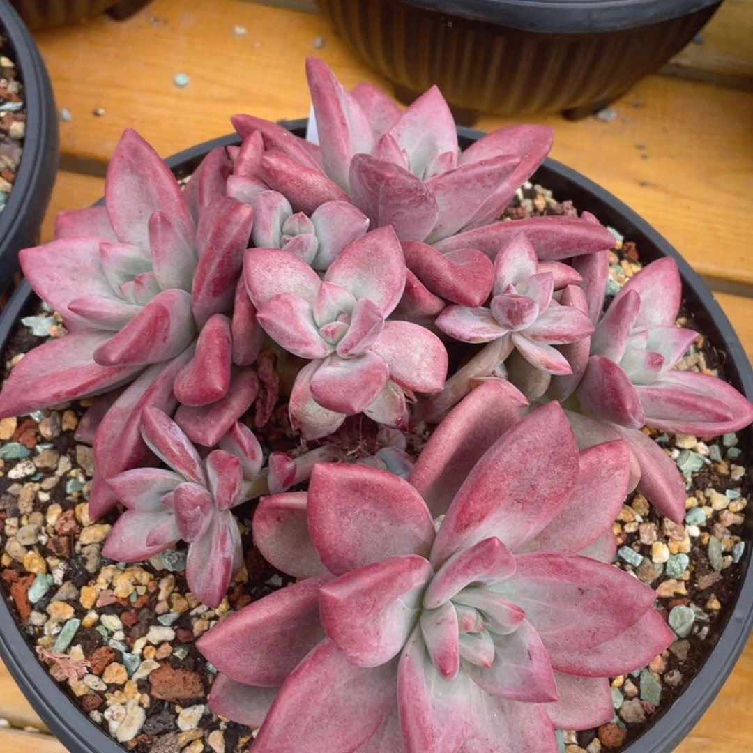 0601-13-赫菲斯托。。。。。。