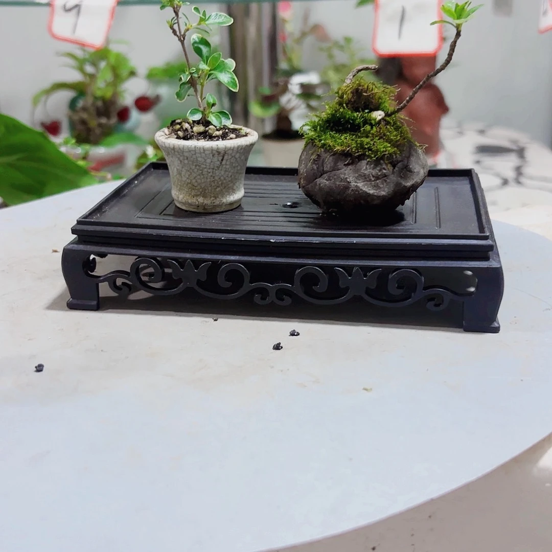 无花朵环**儿一物一拍 所见即所得3
