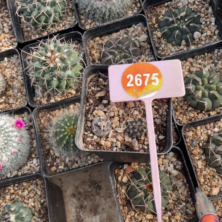 祖****实生仙人球267500000