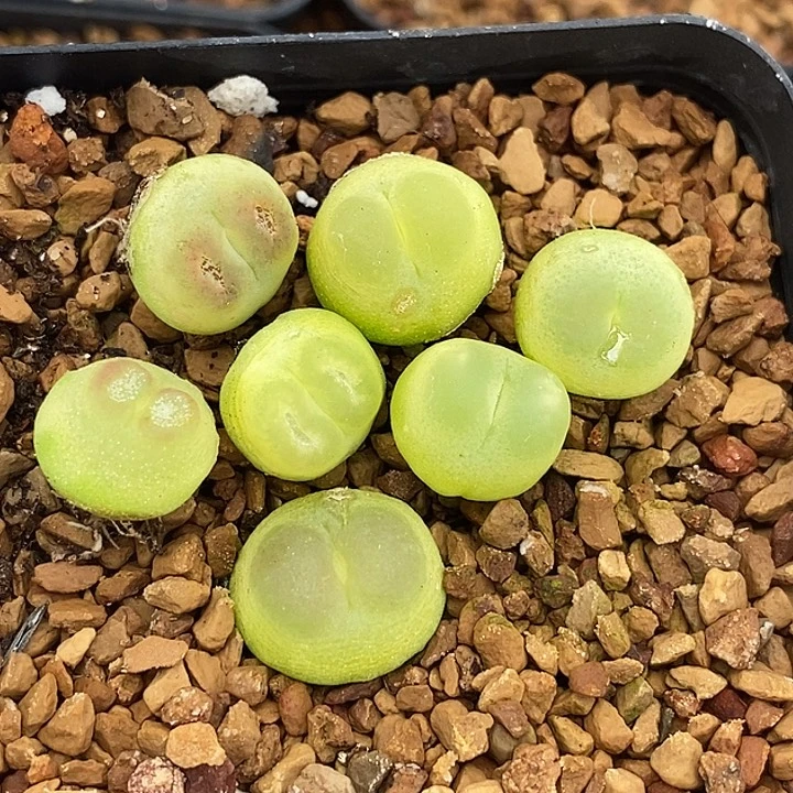 4605拉登一组有伤