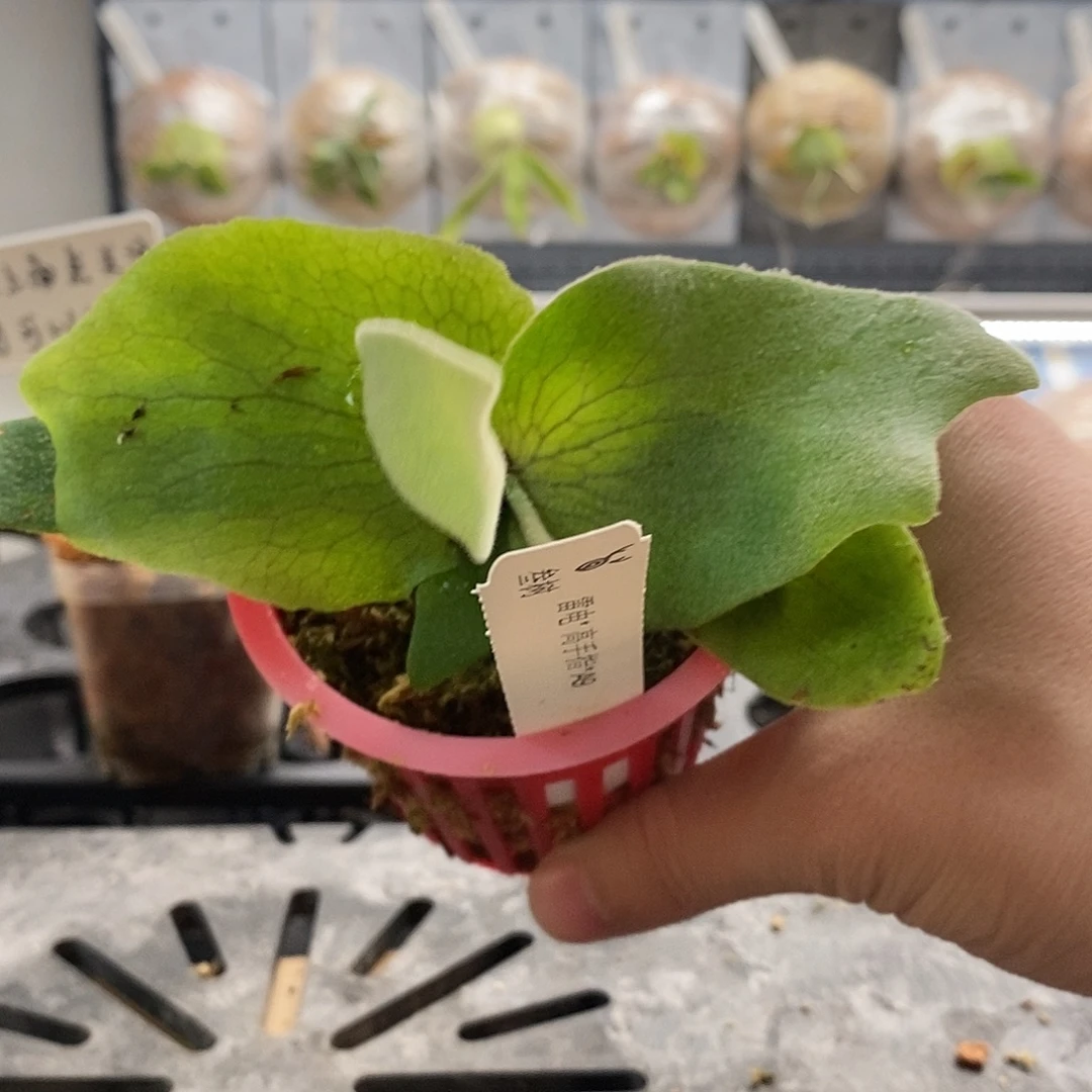 无花朵雷电高手指a9