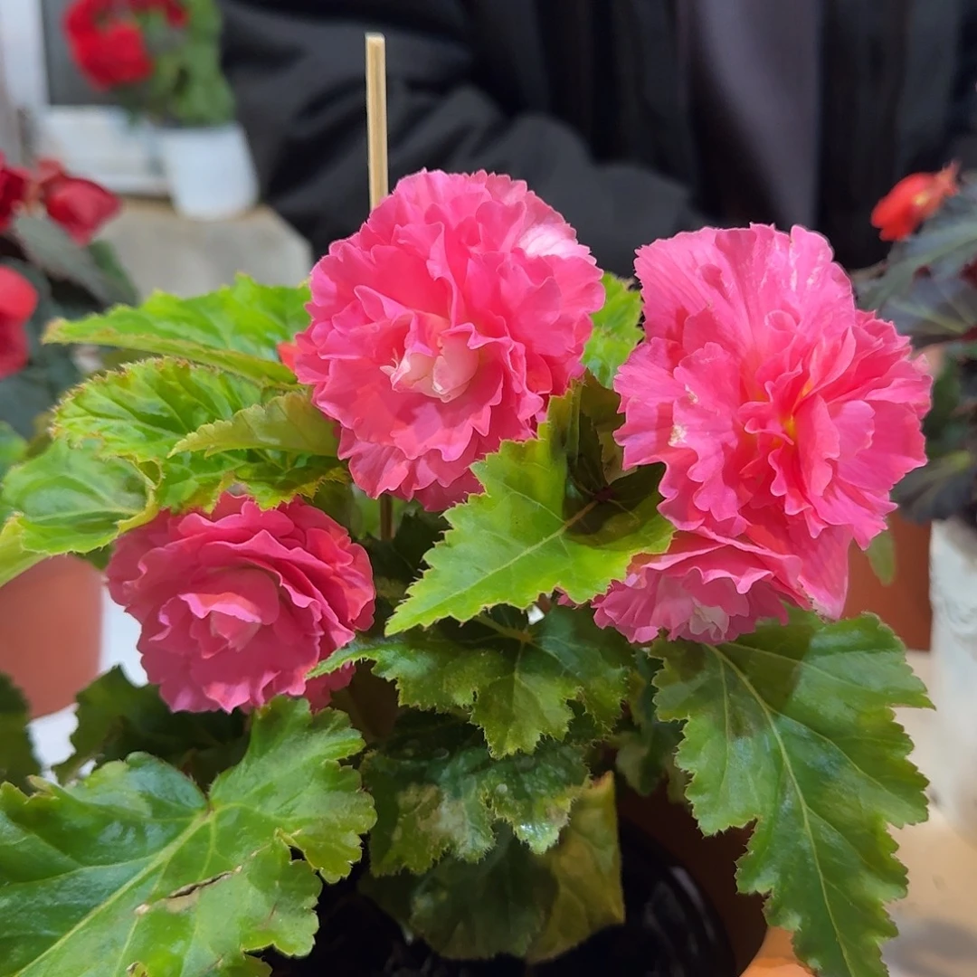 绿叶粉，掉花折叶正常介意勿拍，不拍保温冻死不售后