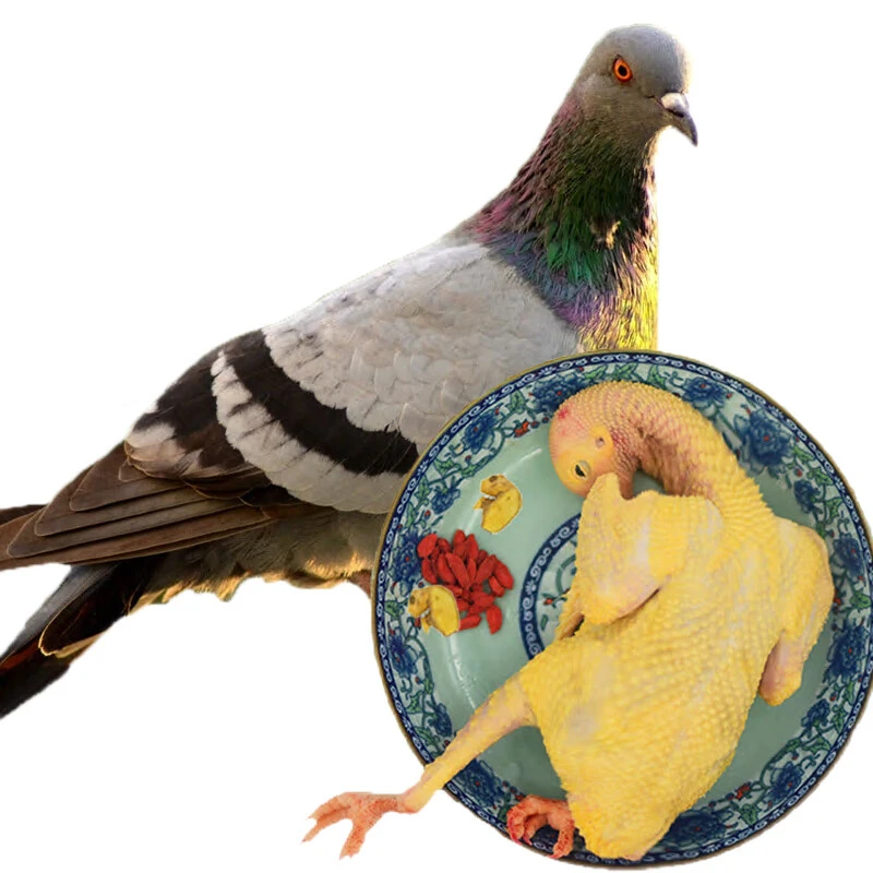 鸽子 种鸽 生鲜乳鸽