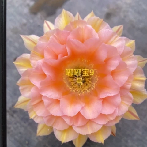 无花朵9 号彩草仙人球侧芽3.8