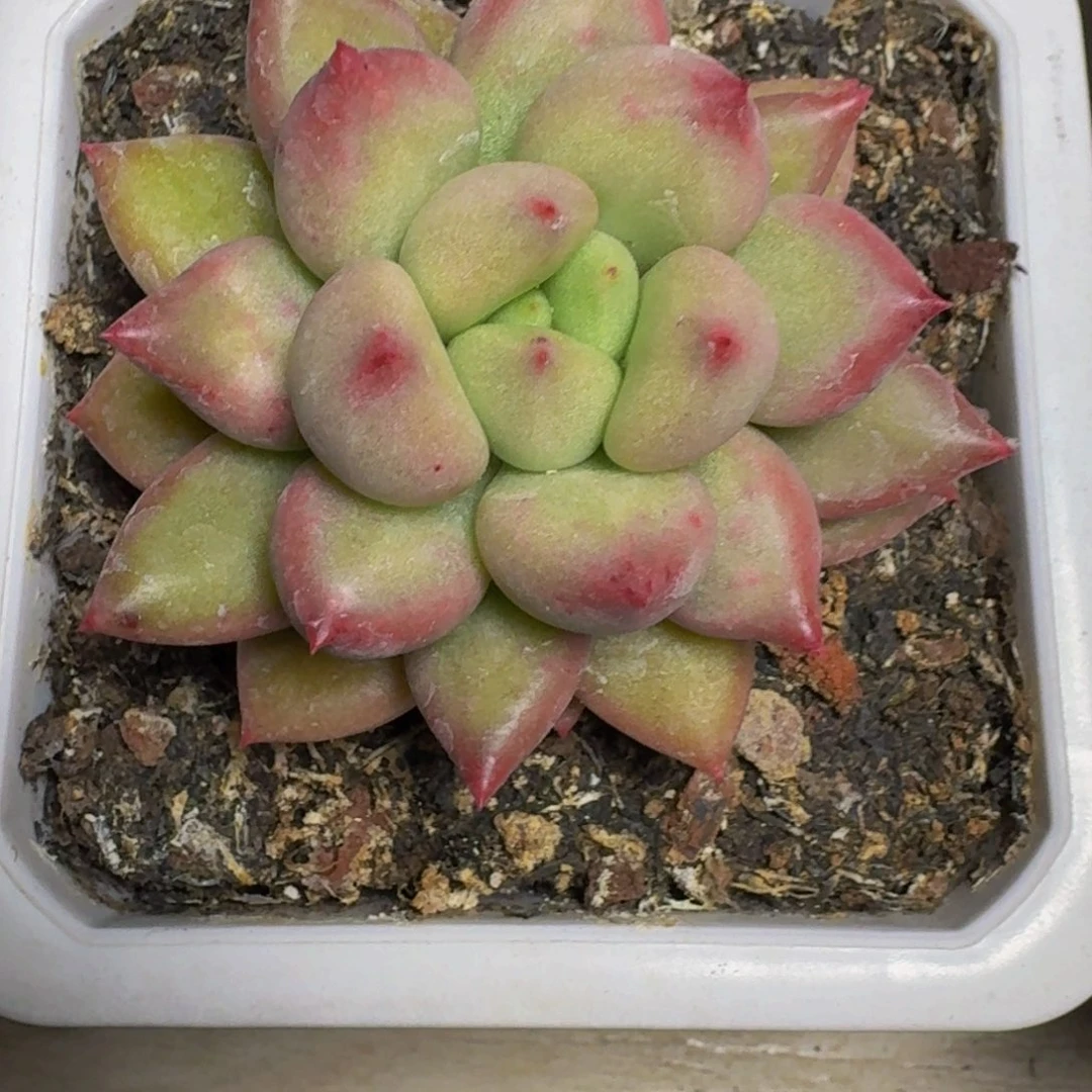 行****兵米其林单头寄养