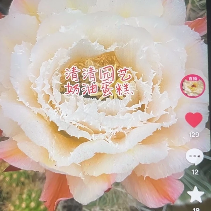 清清奶油蛋糕侧牙瑕疵黑点