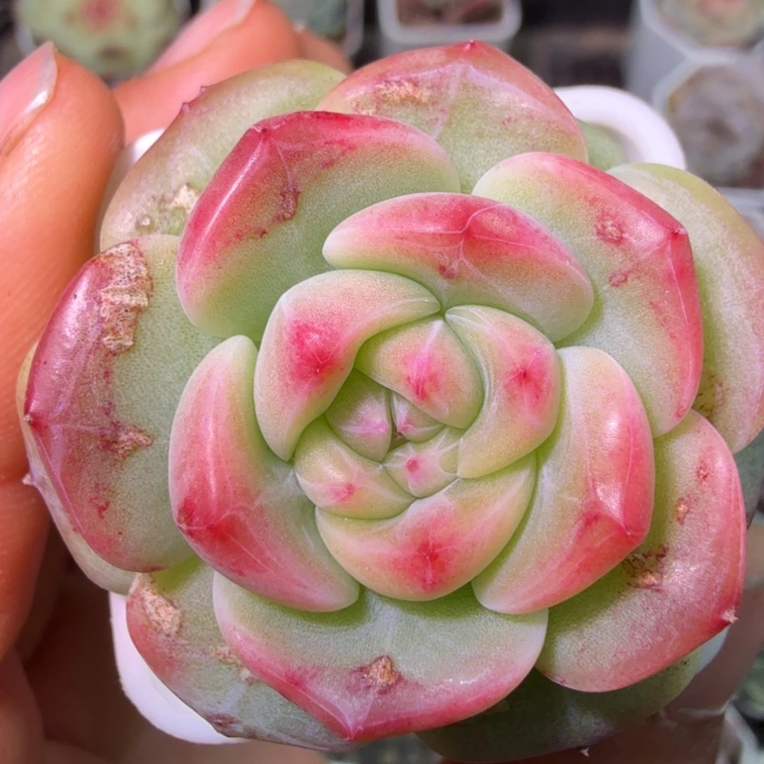 甜心单头开播福利