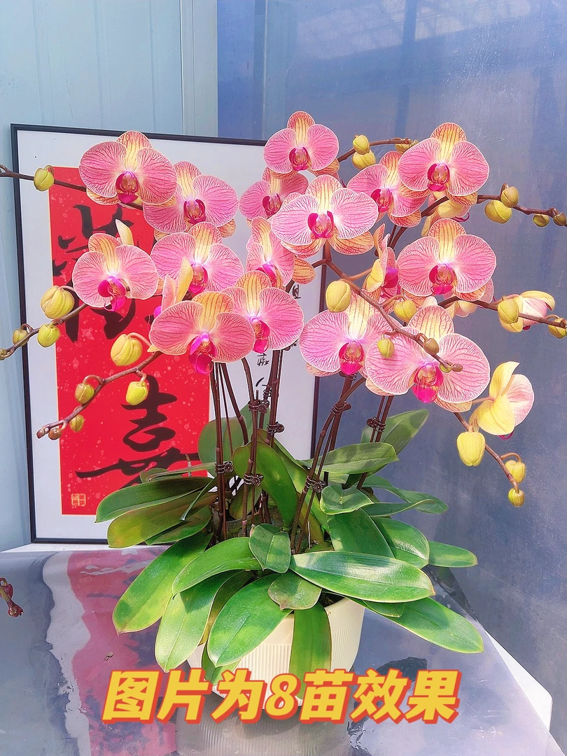 【和旋06】3.0寸复古橘红中大花型蝴蝶兰带花带花包发货易养护