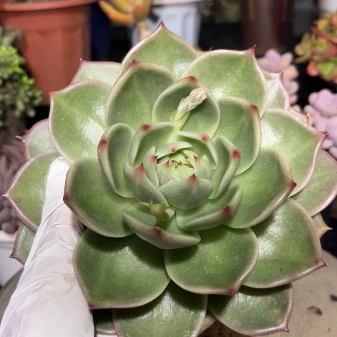 好姑娘多肉园艺，蓝龙