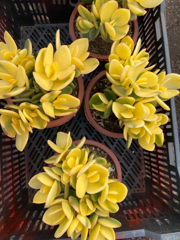 3年老桩新花月景好养活盆栽
