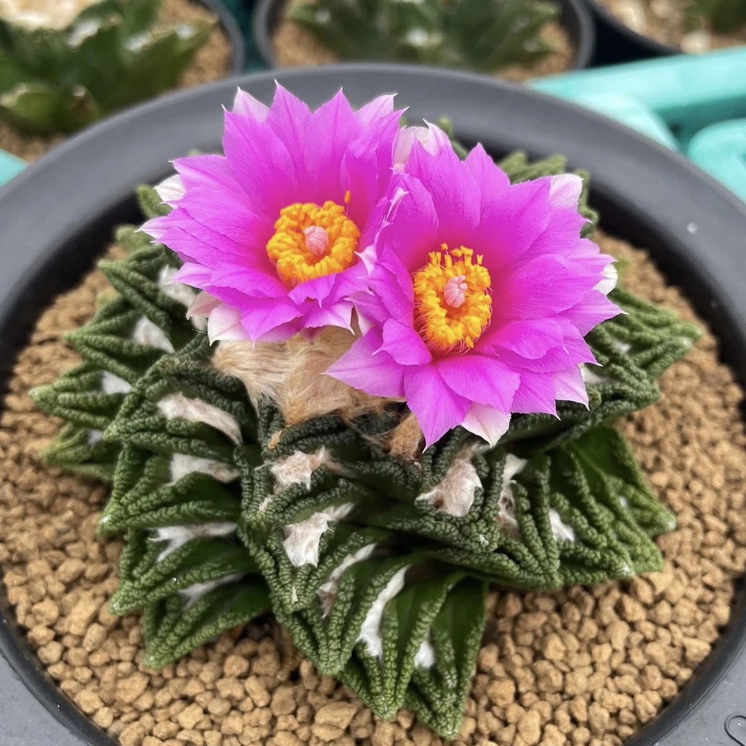 仙人球实生辛顿牡丹多肉植物一物一拍