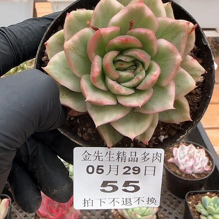 0529-55蹦蹦锦单头