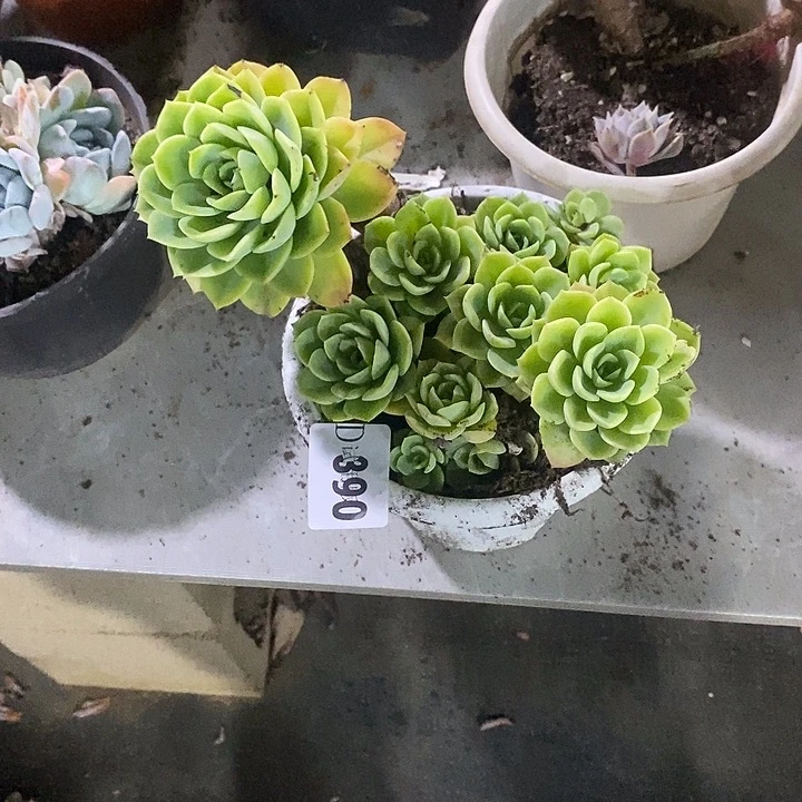 小***兵390哈密瓜多肉植物多肉