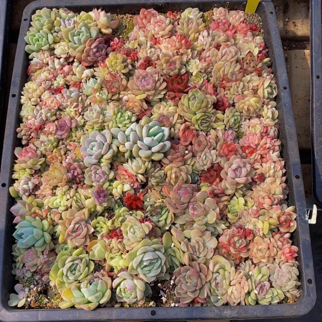 h****h501多肉植物保护研究所