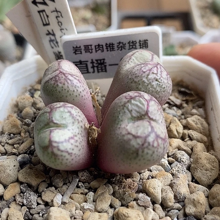 岛田种源百花紫猴4头群